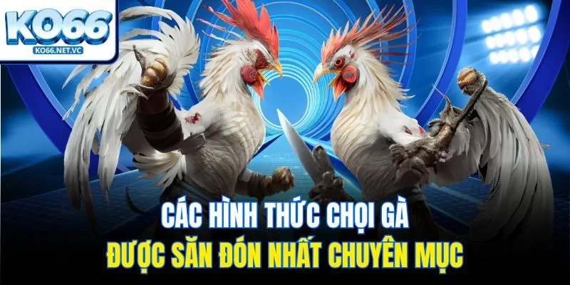 Các hình thức chọi gà được săn đón nhất chuyên mục